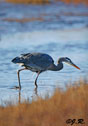 Ardea herodias